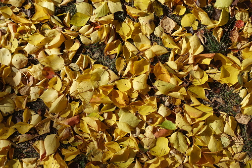 Background - yellow fallen leaves of apricot on the ground in mid October
