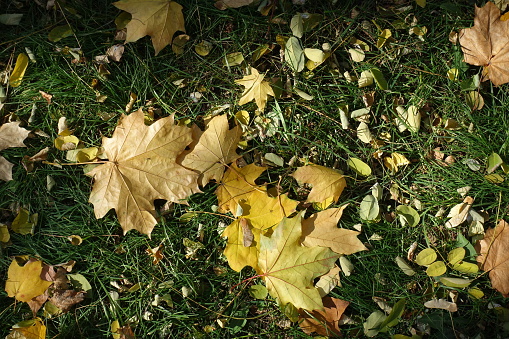 Fallen leaves of maple in the grass in mid October