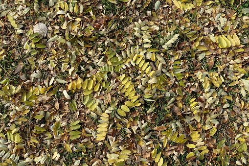 Brown, yellow and green fallen leaves of Sophora japonica on the ground in November