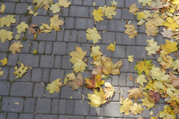 istock Numerous fallen leaves of maple on pavement in mid October 2150094610