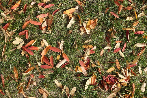 Brown, red and yellow fallen leaves of rowan on green grass in mid October
