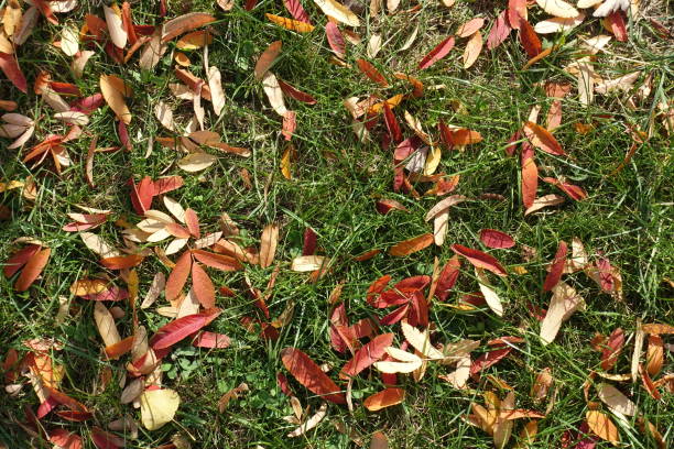 Grass covered with red and brown fallen leaves of rowan in mid October