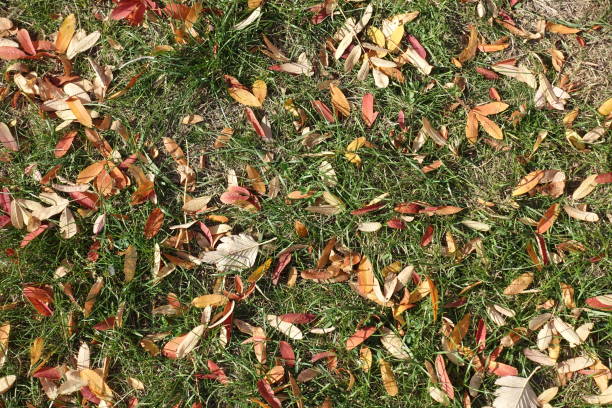 Dull grass covered with multicolored fallen leaves of rowan in mid October