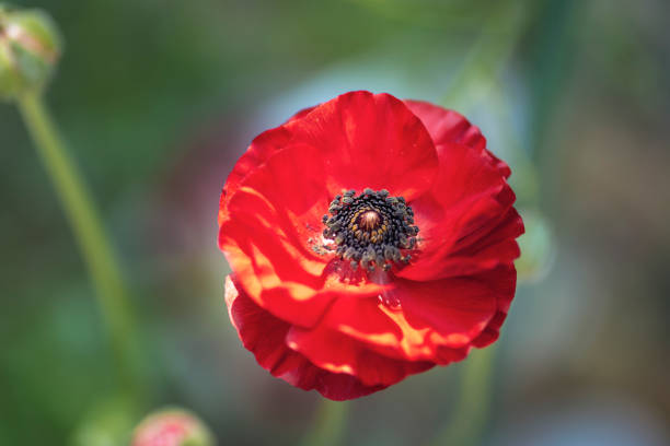 Poppy flower Papaver rhoeas, top view.