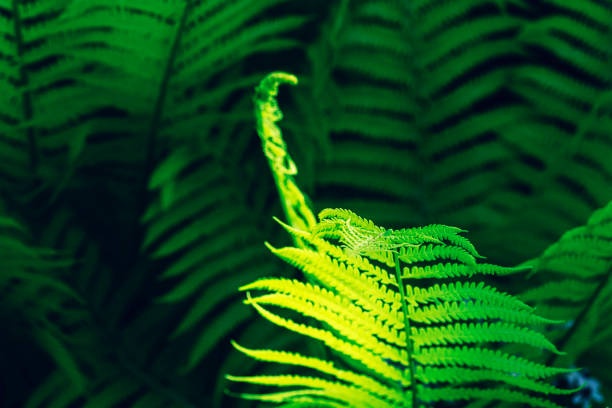 Beautiful green fern leaf in sunlight, selective focus. Natural floral fern background.