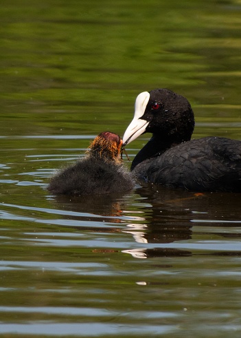 A duckling swims near his mother