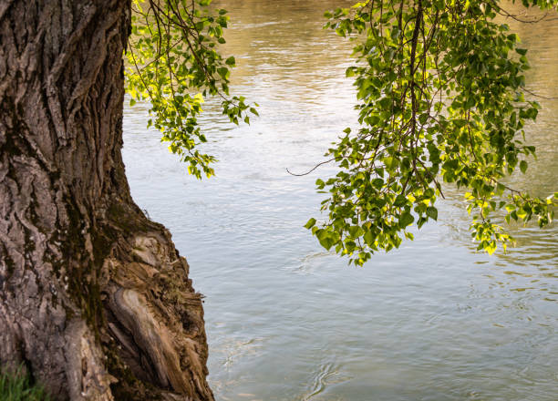 Landscape with a huge poplar on the river bank
