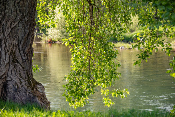 Landscape with a huge poplar on the river bank