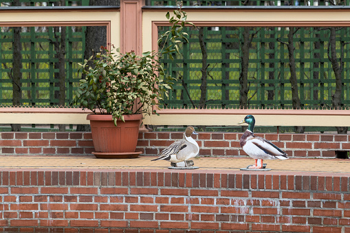 Two duck decoys to deter ducks on the brick wall next to the plant pot