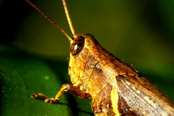 istock Golden Grasshopper on Green Leaf. 2150098261