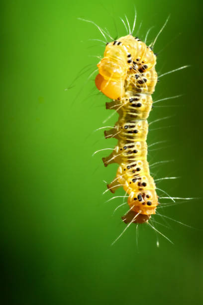 istock Vibrant Tussock Moth Larvae in Natural Habitat. 2150098272