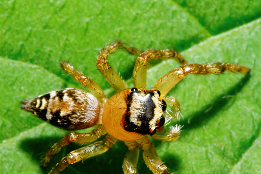 A detailed close-up of a Plexippus paykulli, showcasing its intricate patterns and colors. The spider's poised stance exhibits nature's beauty. Wulai District, New Taipei City.
