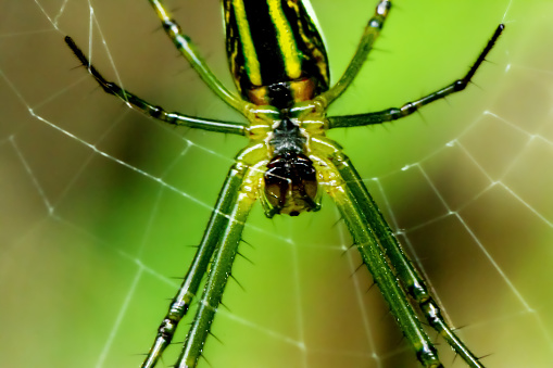 A venomous spider at work creating its sticky web against a dark background of blurred green foliage. Close-up, copy space.