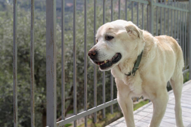 Senior Labrador retriever dog 14 years old in terrace of his house