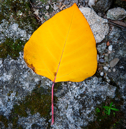 Yellow leaf texture. Leaf texture background