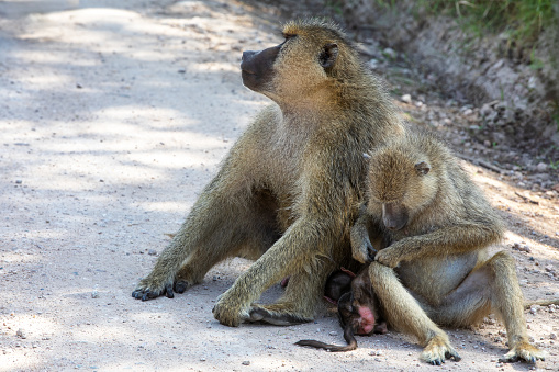 A family group of yellow baboons, Papio cynocephalus, in Amboseli National Park, Kenya. The mother is grooming a small baby.