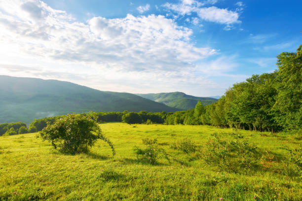 istock grassy meadow among beech forest on the hill 2150100990