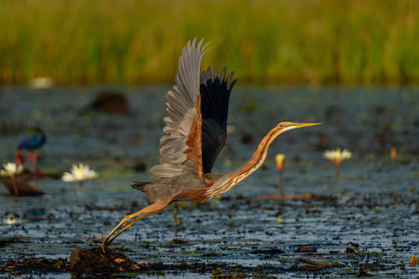 istock Purple heron in the Chobe River 2150101031