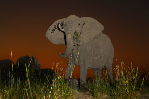 istock Elephant with an orange sky at the Chobe River 2150101213