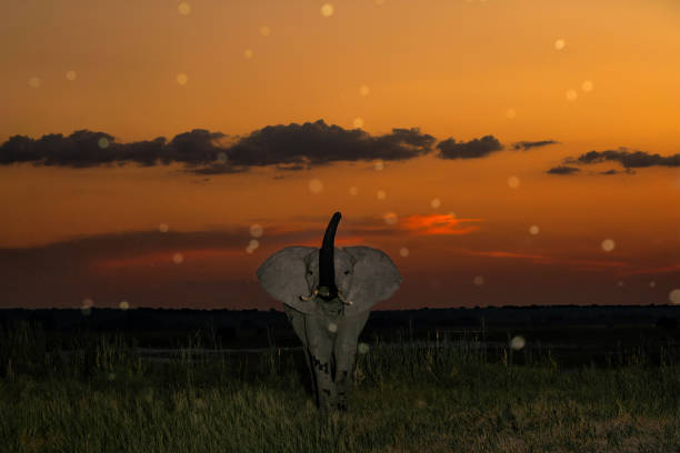 Elephant just after sunset with an orange sky as a backdrop at the Chobe River between Botswana and Namibia