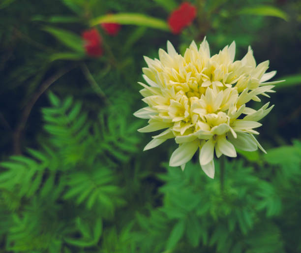 Vibrant Dahlia (Dahlia pinnata) in focus, surrounded by a blurred bokeh background of green leaves, creating a stunning botanical portrait