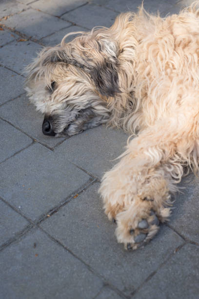 istock Furry dog laying on patio ground 2150101945