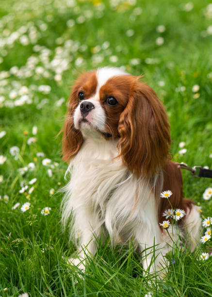 istock A small dog Cavalier King Charles Spaniel, Cocker Spaniel sits on a green meadow and looks cutely at the camera. Favorite pets 2150103017