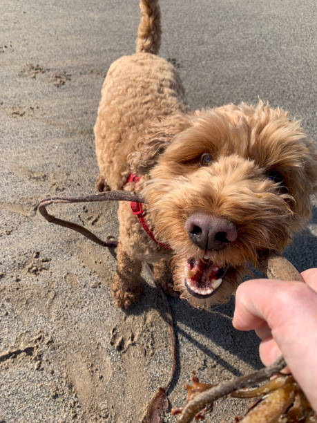 Sunset Cockapoo 3,700+ Cockapoo Stock Photos, Pictures & Royalty-Free Images - iStock