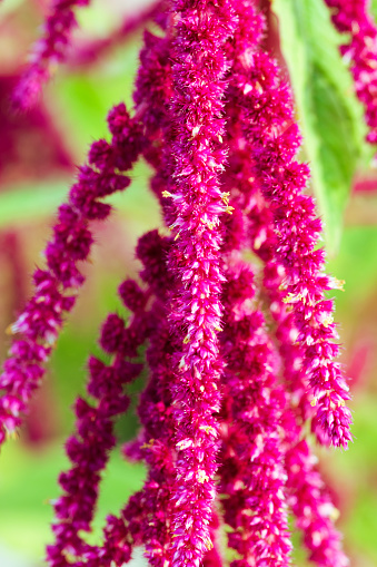 We most often value the hanging amaranth plant for their decorative value. It is often found in gardens, its flowers have beautiful, vivid colors. Currently, it is cultivated in America and Europe and in some regions of Asia and Africa.