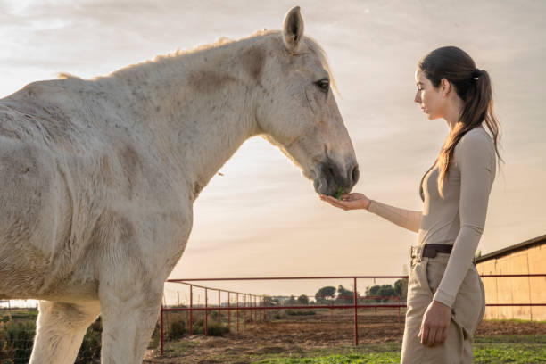 istock Woman feeding white horse at sunset. 2150104751