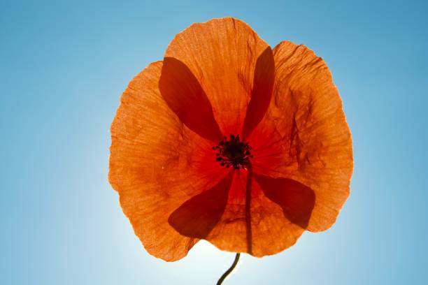 Poppy flower in blue sky