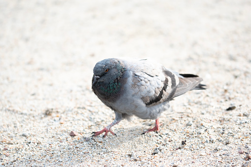 group of pigeon bird feeding food on sand beach. avian animals wing motley color disease cryptococcus dneumonia