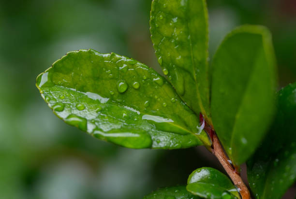 leaves wet in the rain