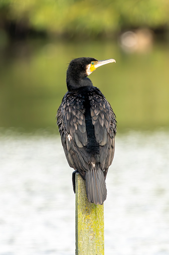 Cormorant perched on a stake in a lake.
