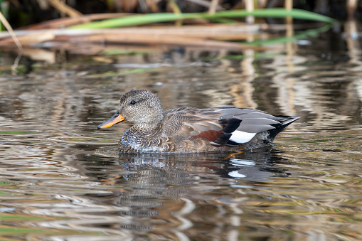 Gadwall female duck in close up at Gosforth Park Nature Reserve.