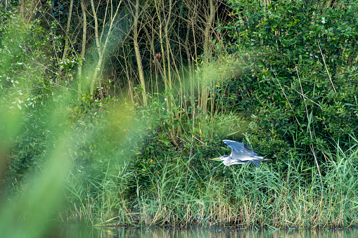 Heron flying over a lake in Gosforth Park Nature Reserve.