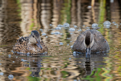 Gadwall pair of male and female duck in close up at Gosforth Park Nature Reserve.