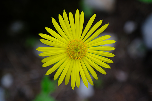 Background dark macro shot.Top angle.Flower in focus.Yellow.