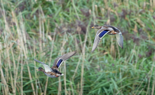 A pair of female mallards flying over a reedbed.