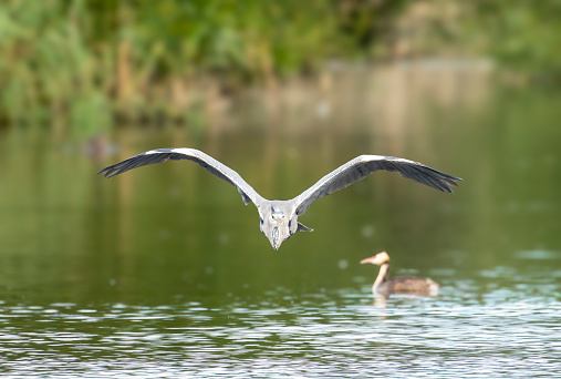 Heron flying over a lake in Gosforth Park Nature Reserve.