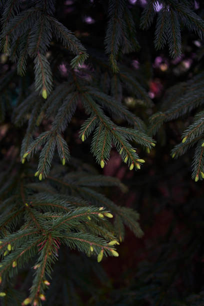 the new twigs grow on a coniferous tree