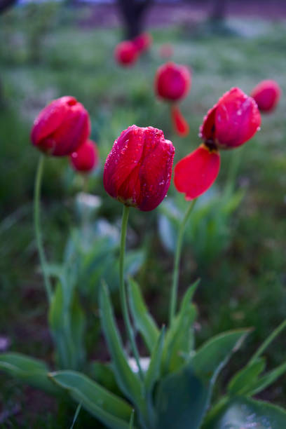 Tulips in garden