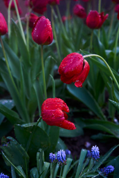 Tulips in garden