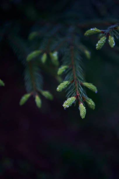 istock new twigs grow on a coniferous tree 2150108278