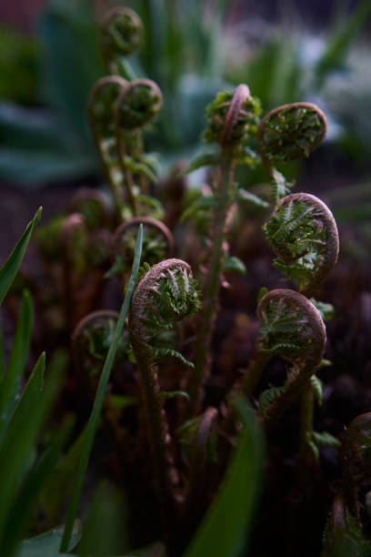 the snails of the unfolding fern