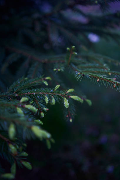 istock new twigs grow on a coniferous tree 2150108282