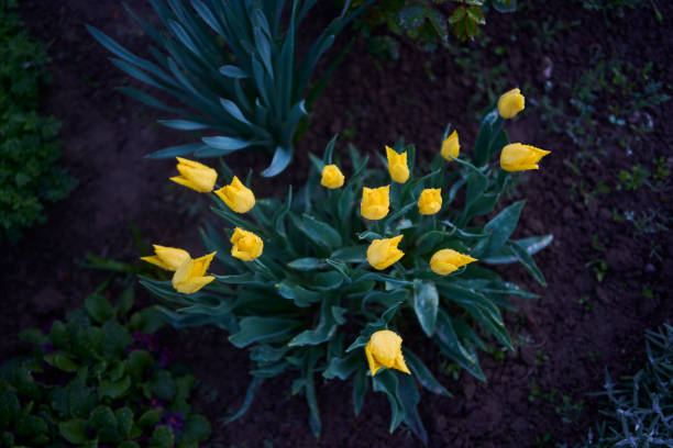 the yellow wilting tulips covered with water drops after rain