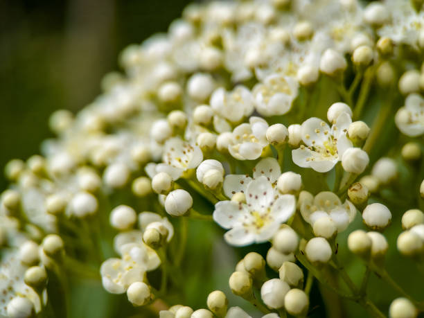 Extreme Close-up of Mountain Ash, Rowan Tree (Sorbus aucuparia) blossom, Vogelbeere