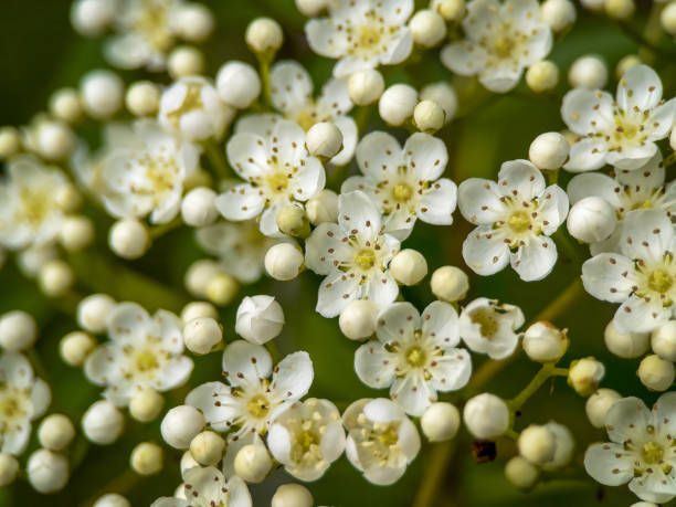 istock Extreme Close-up of Mountain Ash, Rowan Tree (Sorbus aucuparia) blossom 2150109058