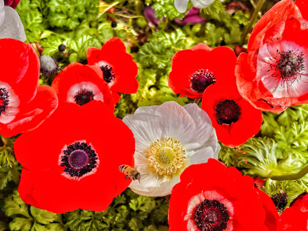 Bees and flowers of various colors, Bees help pollinate flowers